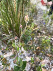Xanthosia rotundifolia