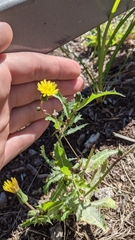 Sonchus asper