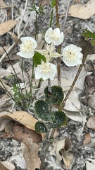 Xanthosia rotundifolia