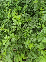 Jasminum mesnyi