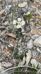 Xanthosia rotundifolia