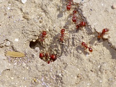 Pogonomyrmex barbatus