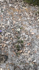Xanthosia rotundifolia