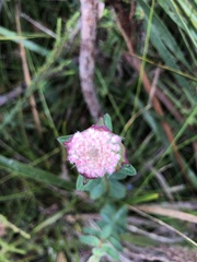 Pimelea
