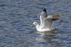 Chroicocephalus maculipennis