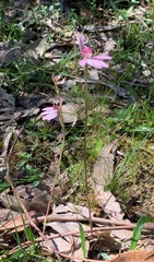 Caladenia