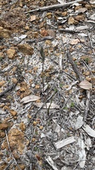 Thelymitra graminea