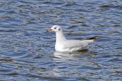 Chroicocephalus maculipennis