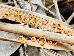 Anthracophyllum archeri