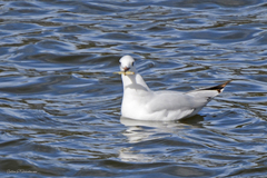 Chroicocephalus maculipennis