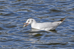Chroicocephalus maculipennis