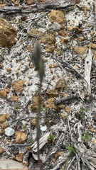 Thelymitra graminea