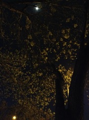 Fraxinus pennsylvanica