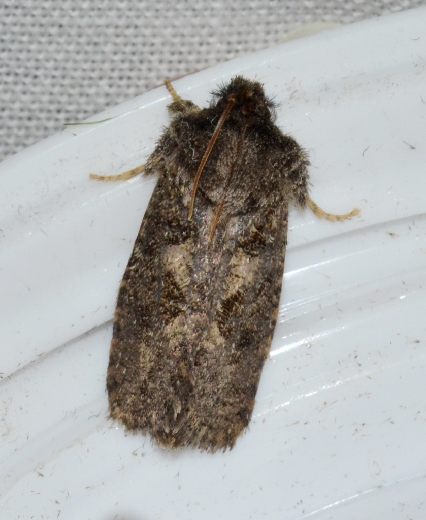 Arcane Grass Tubeworm Moth (Moths and Butterflies at Meadowside Nature ...