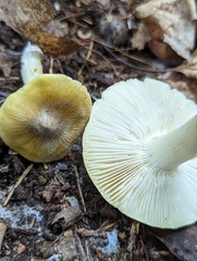 Tricholoma sejunctum