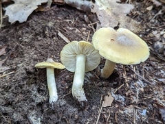 Tricholoma sejunctum