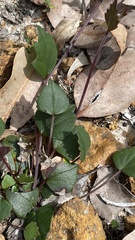 Pentapeltis silvatica