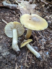 Tricholoma sejunctum