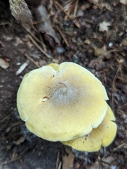 Tricholoma sejunctum