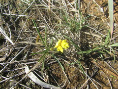Goodenia fascicularis