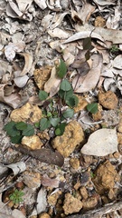 Pentapeltis silvatica