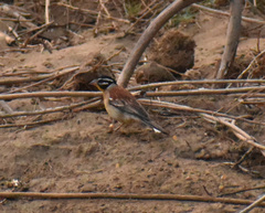 Emberiza flaviventris