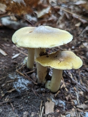 Tricholoma sejunctum