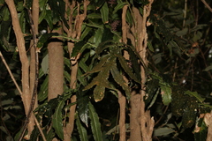 Hicksbeachia pinnatifolia