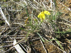 Goodenia fascicularis