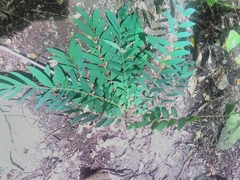 Derris robusta