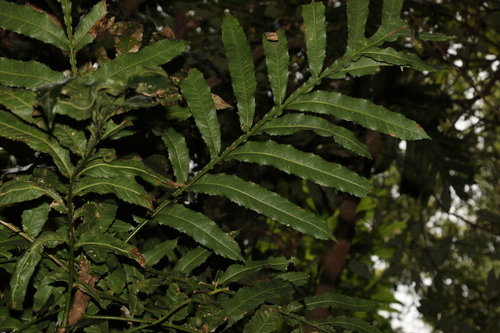 Image of Hicksbeachia pinnatifolia by (c) Greg Tasney, some rights reserved (CC BY-SA)