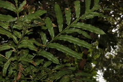 Hicksbeachia pinnatifolia