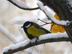 Parus major