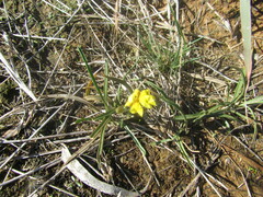 Goodenia fascicularis