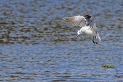 Chroicocephalus maculipennis