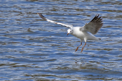 Chroicocephalus maculipennis