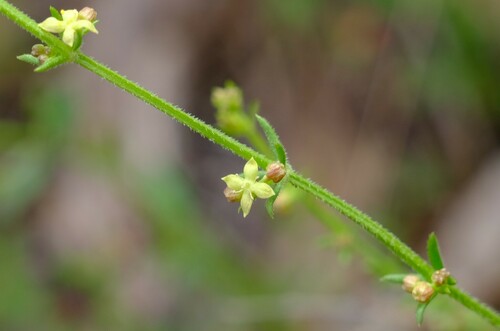 Image of Galium gaudichaudii by (c) Peter Crowcroft, some rights reserved (CC BY)