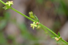 Galium gaudichaudii