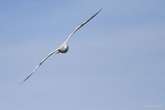 Chroicocephalus maculipennis