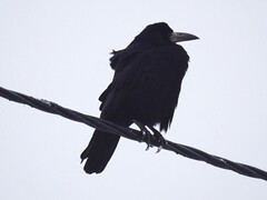 Corvus frugilegus