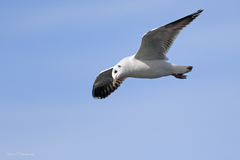 Chroicocephalus maculipennis