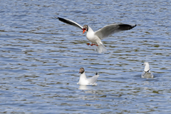 Chroicocephalus maculipennis