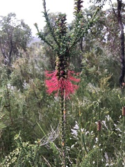 Myrtaceae