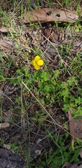 Oxalis perennans