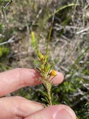 Phyllota phylicoides