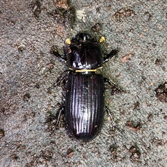 Aulacocyclus