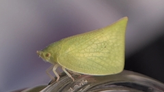 Siphanta acuta