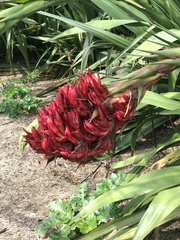 Doryanthes