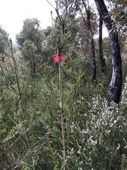 Myrtaceae