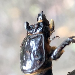 Aulacocyclus